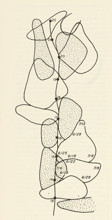 nemfrog:“Individual territories of birds representing two competing species, wood pewee (stippled) a