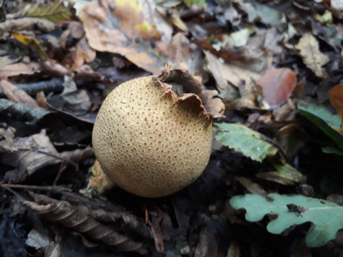 Epping forest, London, UK, October 2021Common earthball (Scleroderma citrinum)Mature earthballs, at 