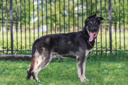 thelazypetowner: Here’s another boy I took pictures of for Austin German Shepherd Rescue. :) H