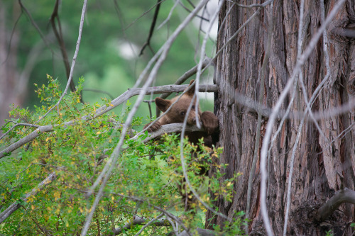 GIANT SEQUOIA NATIONAL PARK ADVENTUREThis year for my brother’s birthday we went to Giant Sequoia Na