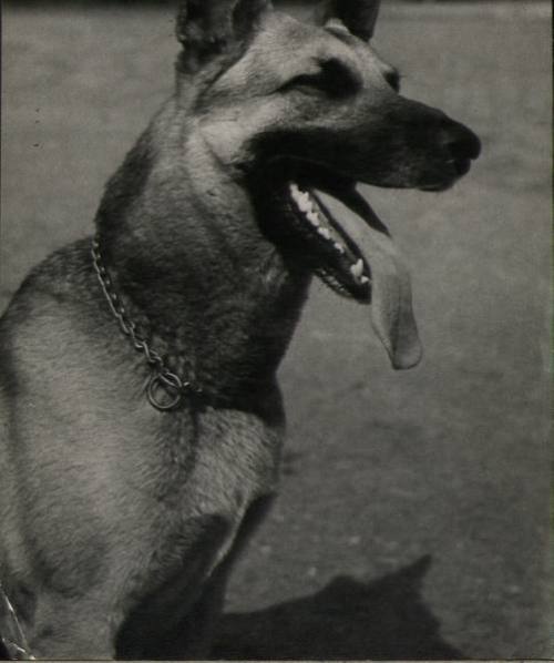 fearofdogs: Zoo Dog Alsatian