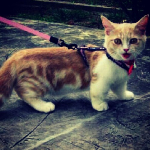 inventy0urworld:I need a dwarfcat in my life #kitty #cat #love #midgit #furry #dwarfcat #meow #perfe