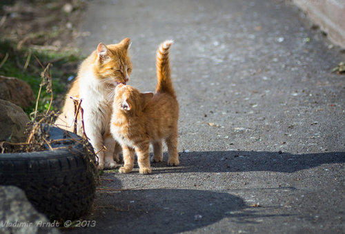 cat-parlour:Mother cat and her kitten ♡