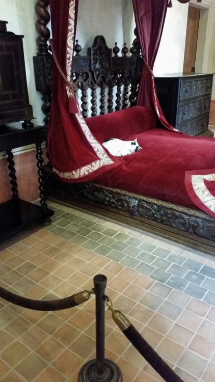 mildlymaddy:Torture is a real kitty sleeping soundly on Leonardo da Vinci’s bed and me, trappe