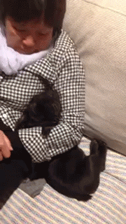 sizvideos:  Cute french bulldog puppy loves her cuddle spot!Video