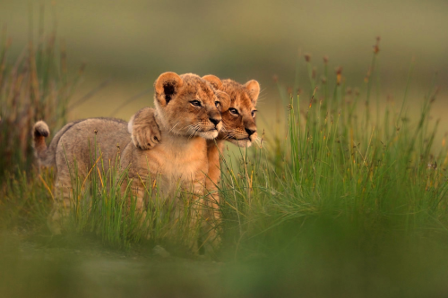 petermorwood:celticorca:connieportershiplog:nubbsgalore:cub hug. photos by mitsuaki iwago, serhat de