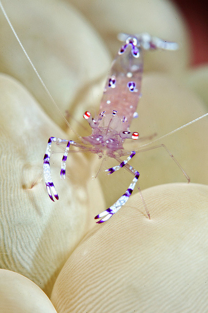 100leaguesunderthesea:  Silver shrimp on bubble coral by Luko Gecko on Flickr.