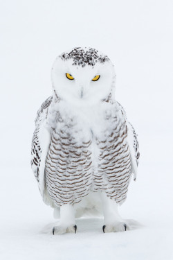 fairy-wren:  Evil Snowy Owl Staredown by