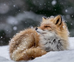 beautiful-wildlife:  Bathing in Snow Flakes by