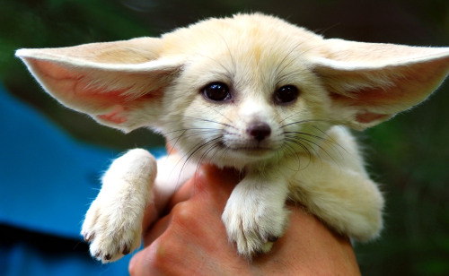 princessbaby-girl:  wuyinfection:  This is a fennec Fox, a small noctural fox with big ears that helps to dissipate heat.  Aawwww I want a little fox