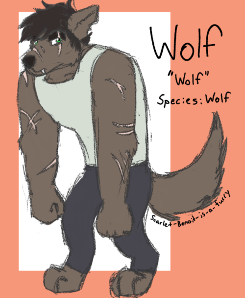 scarlet-benoit-is-a-furry: local Soft Wolf Boy has a chronic case of Resting Grump Face and a Comica