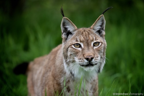 brookshawphotography: A gorgeous Eurasian Lynx named Petra at WHF Big Cat Sanctuary…