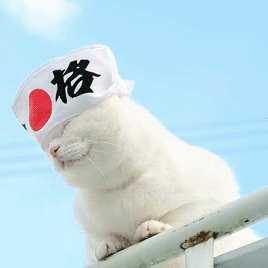 oilait:    のせ猫 x 合格 