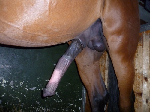 hunglikeafuckinhorse:  Im as big as a real horse