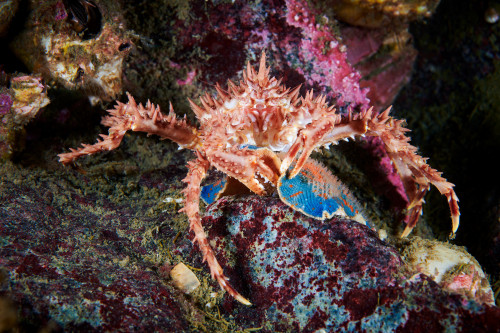 end0skeletal-undead: 1. Red King Crab, Paralithodes camtschaticus2. Japanese Warbonnet, Chirolophis 