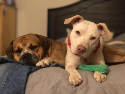 pitbullsoverload:My pit bull puppy constantly lays on top of my American bulldog pit. I can never ge