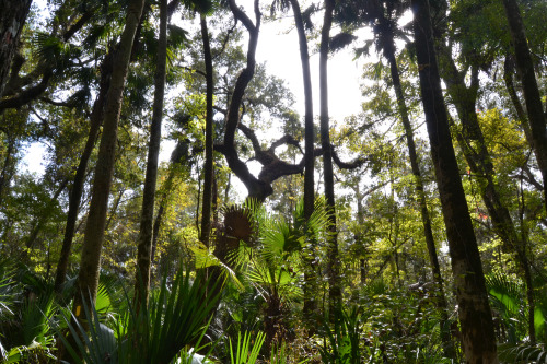 Osceola National Forest, Florida.