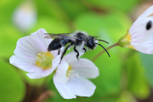 Andrena cineraria, ashy mining beeby 90377Instagram | Etsy Shop