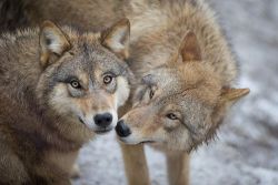 wolfsheart-blog:Beautiful Couple Photo by