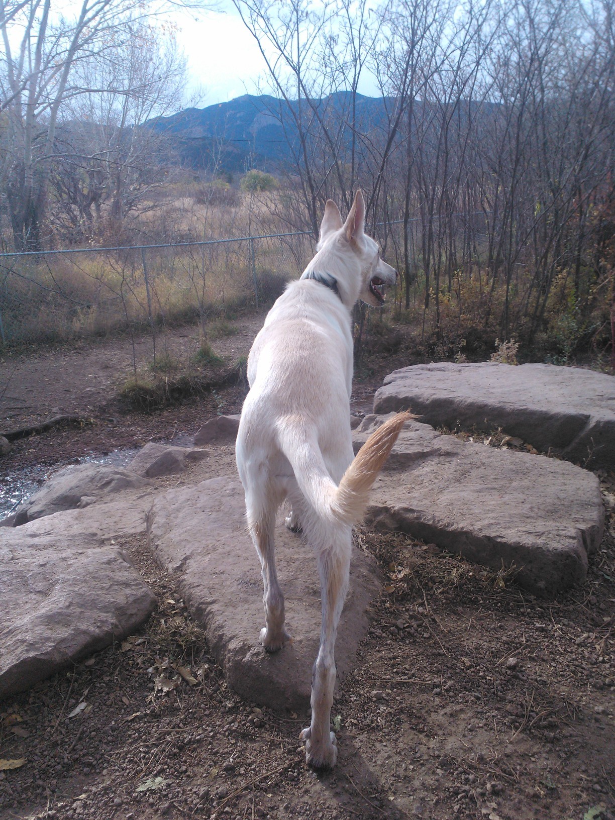 What better way to end the weekend than by taking your dog to the dog park?
