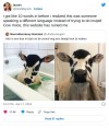 feliksvg:little-king-john:crazy-brazilian:ALTView on TwitterNo, Dutch is just Stupid