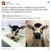 feliksvg:little-king-john:crazy-brazilian:ALTView on TwitterNo, Dutch is just Stupid