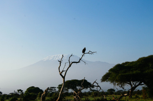 Took this at Tanzanian boarder in Kenya, Amboseli National Park. You can see Kilimanjaro in the back