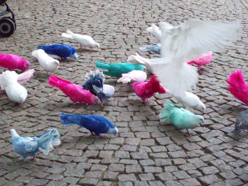 ambeer6:  Friendly reminder that the doves in the Efteling (Netherlands) are either gray, white, pink blue or green.They are tame birds and painted with animal friendly dye. They are painted 4 times per year. They used to bathe them in the paint, which