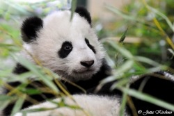 giantpandaphotos:  Fu Bao at Zoo Vienna in