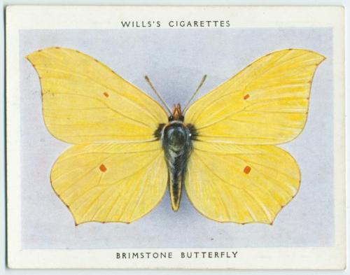 Unknown, Will’s Cigarettes, Butterfly Cards, 1931 