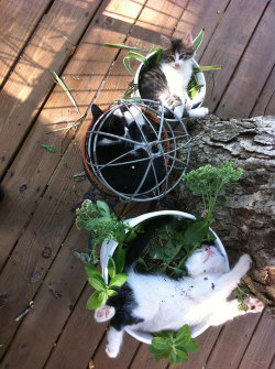 littlepawz:  Little gardeners all tuckered out after an exhausting afternoon of spring planting 