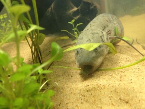 forgetthebowl:How can you resist that face? He is turning into such a ham and his tiny fins paddling