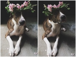 handsomedogs:  little miss daisy