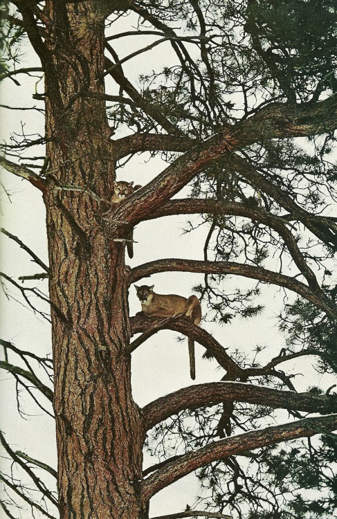 vintagenatgeographic:Mountain lions resting in the safety of a tree National Geographic | November 1