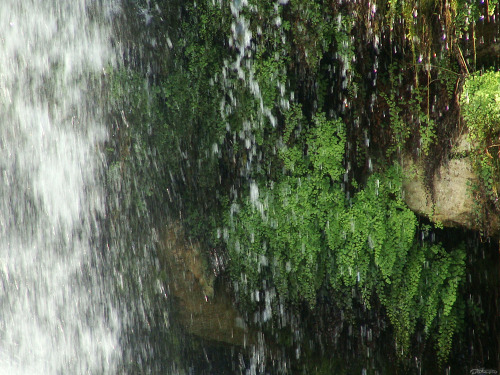 frolicingintheforest:  There were ferns growing behind the waterfall, they were so lush and beautiful! They look something like Maidenhair ferns, but have a single fond. Anyone know what these lovely ferns are called? 