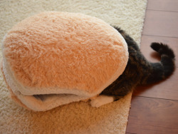 chaoticstarbish:  thenimbus:  Cat Burger  I wonder if battie would use it xD 