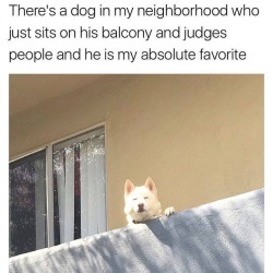 Best Dog Memes(Or Anything Else That Has