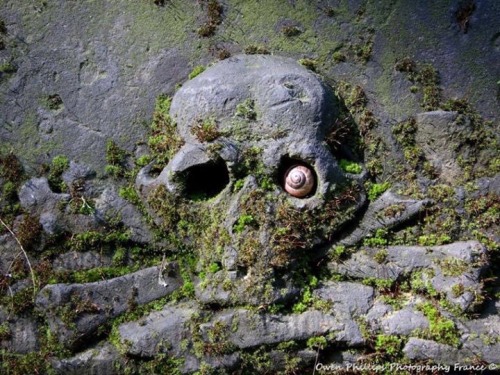 captainlordauditor:spookymrsboo:Snail nestled in the eye socket of a skull on a headstone in Olsany 