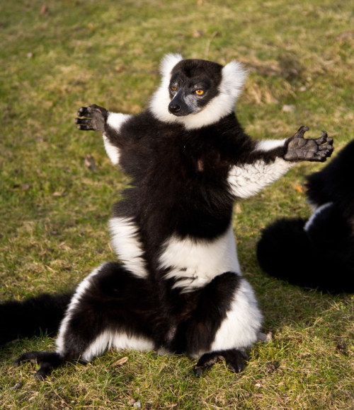end0skeletal-undead:Black and White Ruffed Lemur by Jon Law