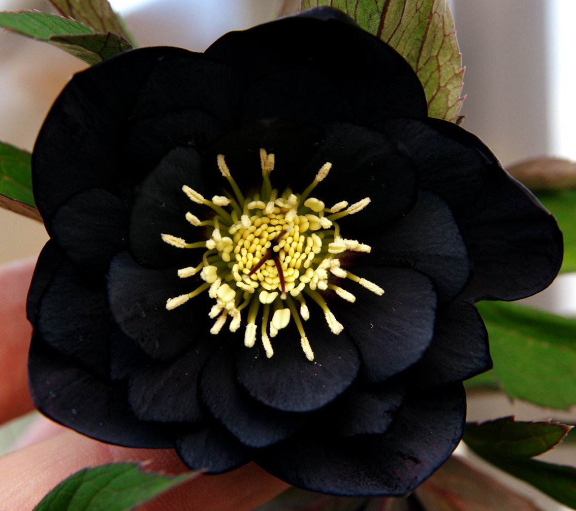 serenepristine:  BLACK/DARK FLOWERS for all my little goth friends: Black Cat/Velvet