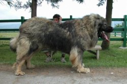 sixpenceee:  Caucasian shepherd can reach 200 pounds and are a popular breed in Russia to hunt bears. 