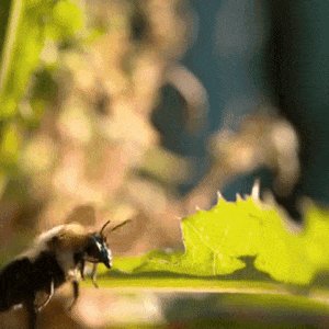 Honey Knights Explore Tumblr Posts And Blogs Tumgir