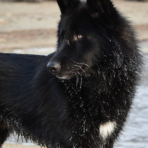 johnnyslittleanimalblog:  	Hudsonbay wolf