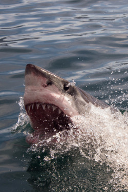 instvnct:  Great White Shark | Anna Phillips
