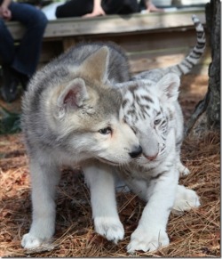 thecutestofthecute:  Wolf Pups and Tiger