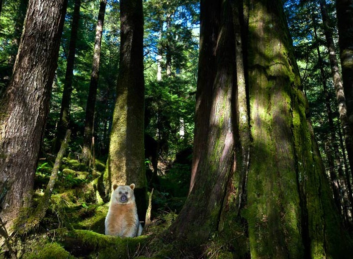 {Spirit Bear} by {Paul Nicklen} In moss-draped rain forest of British Columbia, towering