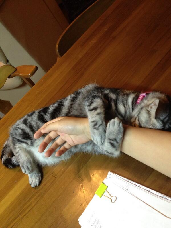 cat-pic:  ぎゅー。離したくないのー。 