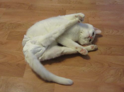 www.facebook.com/TripTheChKitten/This is Yoga, a paraplegic cat. If she doesn&rsquo;t ma