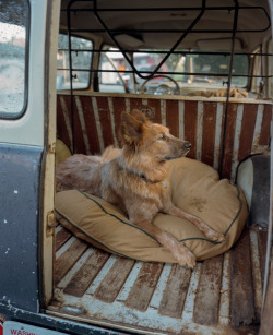 filson:  For photographer Nich Hance McElroy fall means farm work. Join Nich – and faithful sheepdog, Finn — as he documents his small scale sheep shearing business for Filson Life: http://bit.ly/HqMwc1 
