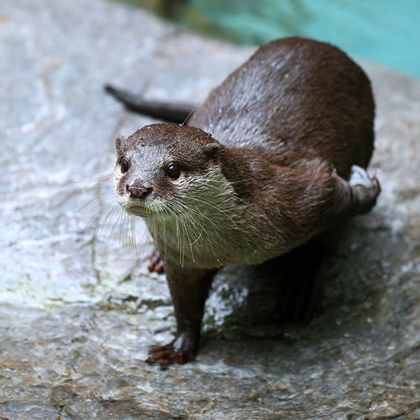 dailyotter:  Otter Considers His Next PitchVia Beginners Blog Otter